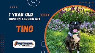 Boston Terrier Mix, 1 y/o, “Tino” | Amazing Boston Terrier Training Spokane WA