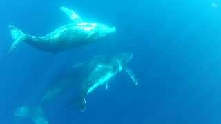 3 Humpbackwhales and dolphins playing