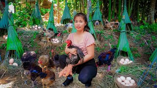 Build Nest for Chickens to Lay Eggs - Harvesting Many Chicken Eggs Goes To Market Sell