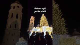 VILNIAUS EGLĖ?