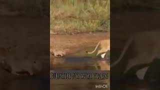 baby lions crossing the river with their mom | cute lion cubs and their good mom crossing the river🦁