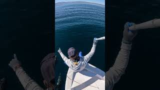 Dolphins Swimming Alongside Boat