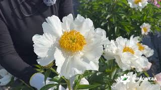 Krinkled White peony. Кринклед Уайт пион. Пулков сад