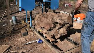 Sawing a giant root ball