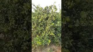 How to farming of china lemon in pakistan/how to grow china lemon/Murad ali rehmani