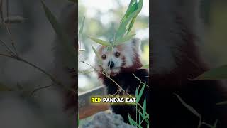 Red Panda: Why this little animal is so special  #facts #animals #viral #fyp