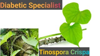 Diabetic Specialist Tinospora Crispa-Giloy