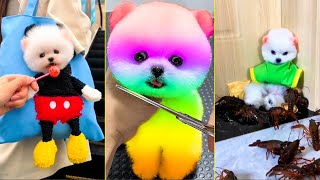 Cute Pomeranian Puppies Doing Funny Things #32 - Cute and Funny Dogs 2024