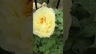 Cream tree peony after the rain