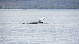 Whale watch and snorkel tour at Molokini crater and Lanai, Hawaii