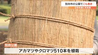 公園で冬支度　マツの「こも巻き」始まる　大分・別府市