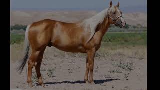 2022 Palomino Filly