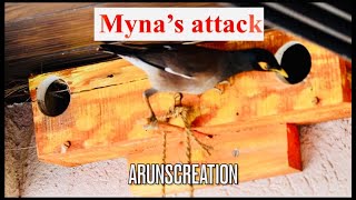 Myna's attack on Sparrow's Nest