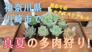 神奈川県川崎市で真夏の多肉狩り！