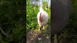 Hen Laying Egg 🥚  HD Rooster 🐓