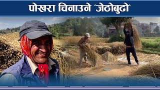 ओझेलमा पर्यो ’जेठोबुढो’ धान, किसानको अरुचि किन ? - NEWS24 TV