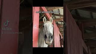 smile!!! #fyp #fypシ #equine #horses #equestrian #ponies #equestriagirls #xc #equitation #saddlebred