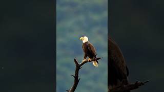 Bald Eagle(F)watching over nesting area #shorts #birds #subscribe #eagle  #sony #nature #birdsofprey