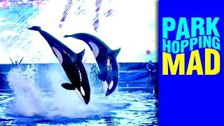 ORCAS "Light Up The Night!" at ELECTRIC OCEAN 2019 | SeaWorld Orlando!