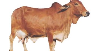 Best #Sahiwal cow @ cow channel