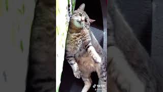 Смешной Кот из Tik Tok FUNNY cats #степа 😻