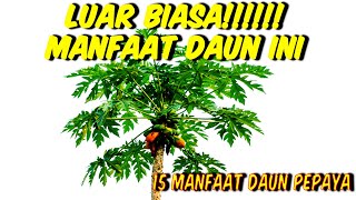 LUAR BIASA!!! MANFAAT DAUN PEPAYA UNTUK KESEHATAN