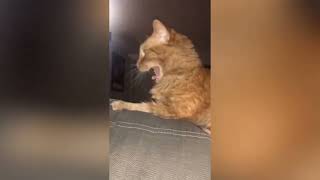 New funny Animals Try not to laugh cats and dogs videos compilation 🤣😹