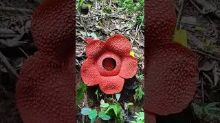 Rafflesia Mekar di Rhino Camp