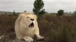 White lion roar in South Africa