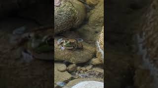 Frog sitting on a rock in the River