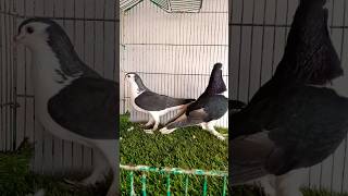 Black Sherazi Pigeon Pair|| #foryou #foryou #foryou #foryou #foryouvideo