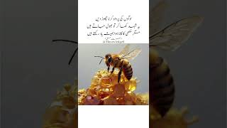 Urdu Quotes| Hazrat Ali #shorts #ytshorts #urduquotes