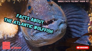 5 Facts about the Atlantic Wolffish, Unique facts you don't know yet…