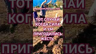 Как китайцы без трактора копают картошку....