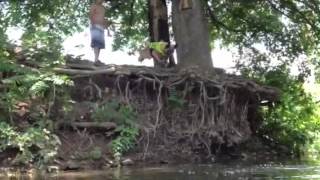 Belgian Malinois jumps in river