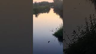 Nothin Beats This Vibe! watch till the end for suprise friend #shorts #subscribe #river #fish #vibes