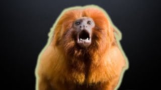 The LEGEND of the Golden Marmoset