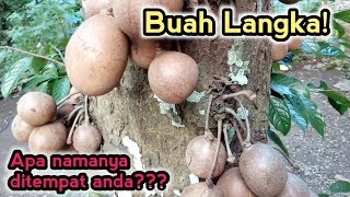 BUAH YANG SUDAH JARANG KITA TEMUI!!!