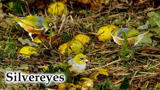 Silvereye / Waxeye Flock Feast on Apples Early Winter #4k #birds #birdsong #newzealand