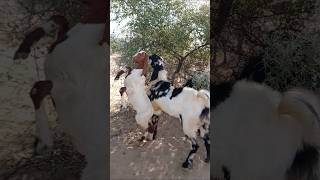 لقاء الماعز والماعز😱#animals #goat #viralvideo