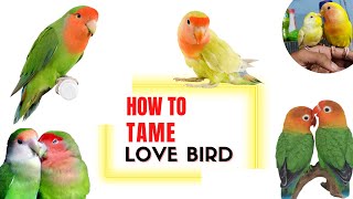 How to tame love birds very easily | Tame Bird #tamebirds #shorts #shortvideo #youtubeshorts