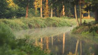 Poranek nad jeziorem, mgła, dźwięki żab i ptaków, wyprawa na ryby.