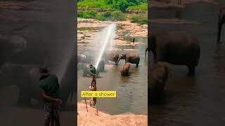 Elephant wait for shower time during a hot day #wildlife #elephant