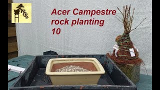 Acer Campestre rock planting - 10