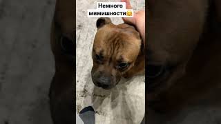 Домашние животные #shorts #dog