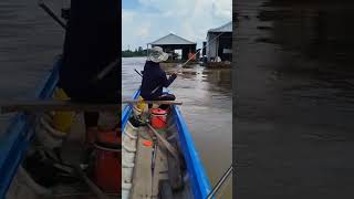 Cảm giác cá ăn liên tục nó sướng#shorts #cauca #fishing