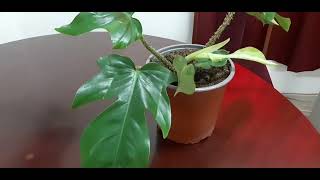 philodendron squamiferum plant care(English)