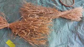 Harvesting Wheat for Seed Saving