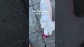 Little Rascal 🐩😀 #dog #funny #lol #shorts #funnydogs #funnyvideo #funnyshorts #funnyanimals