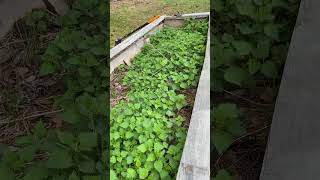 Raised garden bed #nettles